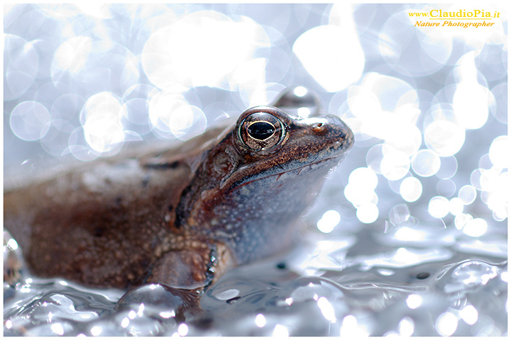 foto, rana temporaria, common frog, mating, eggs, deposizione, val d'aveto